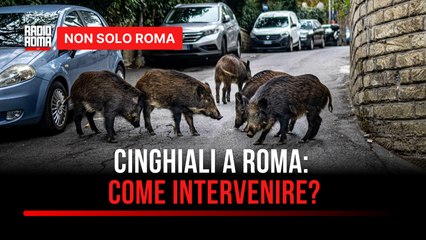 I cinghiali sono tornati a Roma (o ci sono sempre stati): ma chi se ne occupa?