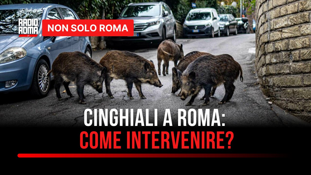 I cinghiali sono tornati a Roma (o ci sono sempre stati): ma chi se ne occupa?