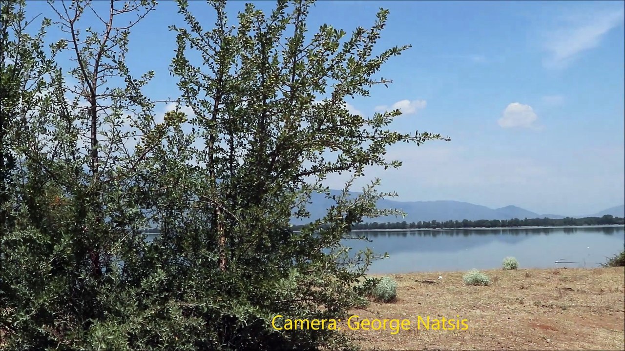 zoa sth kerkini