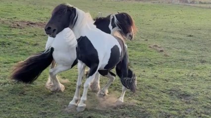 Horses get into intense kick-off with no sign of backing down