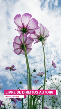 ✅💘Frequência Energética- Música Reiki para Curar a Depressão e Alinhar os Chakras #Shorts