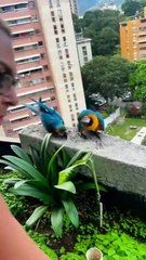 Alba Roversi emocionada por las guacamayas en su casa