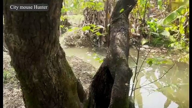 Rat Safari in the Orchard 🐀💥 Pellet Head-Shots & Swimming Rodents | Humane Hunter