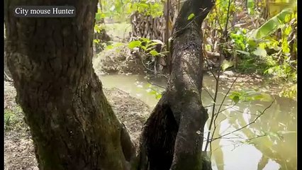 "Rat Safari in the Orchard 🐀💥 Pellet Head-Shots & Swimming Rodents | Humane Hunter