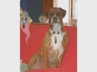 Théia et les bêtises