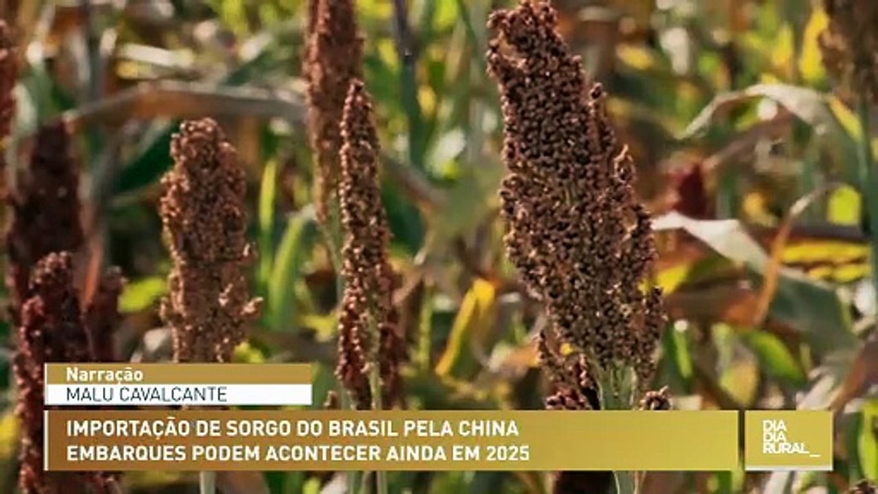 Importação de sorgo brasileiro pela China pode acontecer ainda em 2025