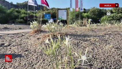 Muğla’da kum zambakları sahilleri süslemeye başladı