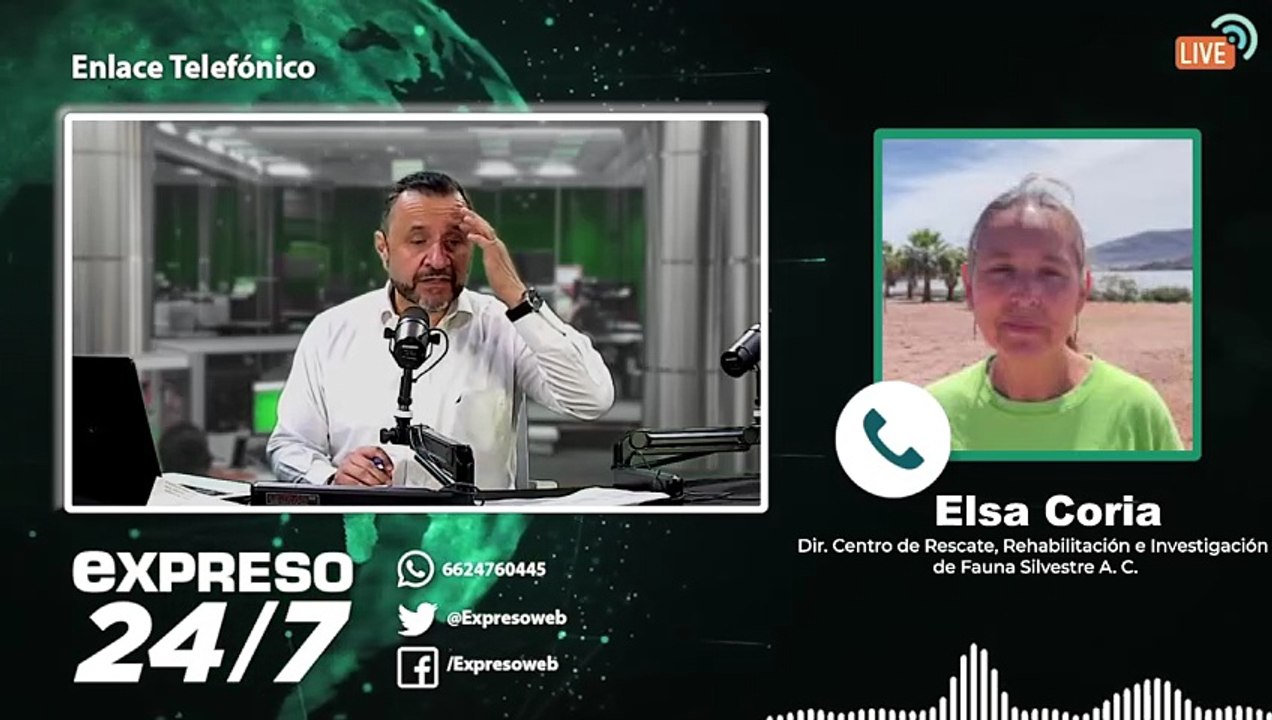 Malecón en San Carlos: riesgos para tortugas marinas y propuestas de conservación | Elsa Coria