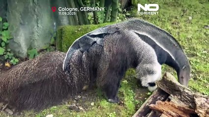 Giant anteater cub makes first appearance at Cologne zoon