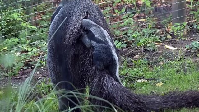 Cucciolo di formichiere gigante fa la sua prima apparizione allo zoo di Colonia