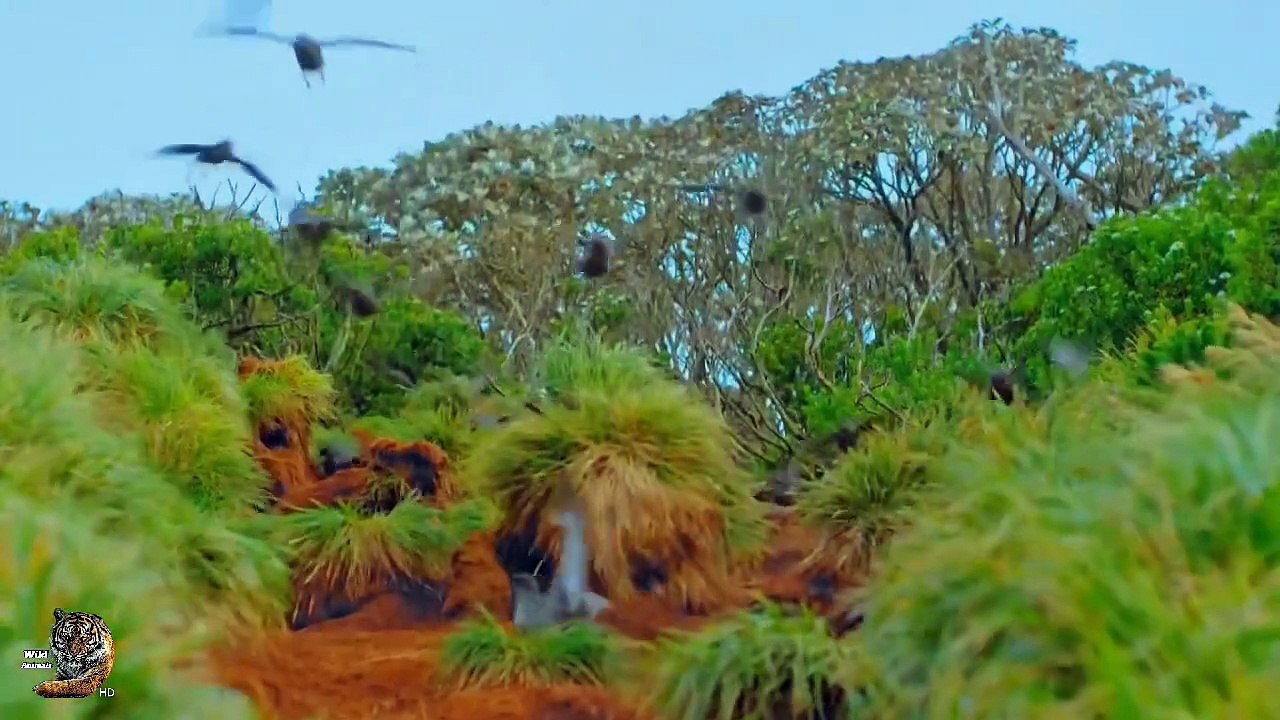 Shearwater Birds Migration Hindi