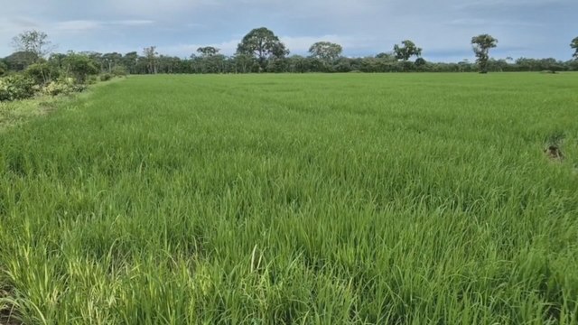 Arroceros reaccionan a eliminación de subsidios