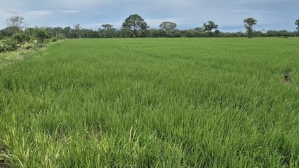 Arroceros reaccionan a eliminación de subsidios