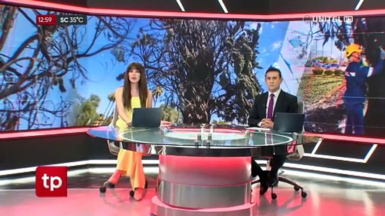 Ciprés que se quemó en la Plaza de las Banderas no podrá ser recuperado