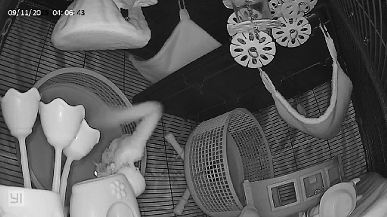 Sugar Glider Cage Cam