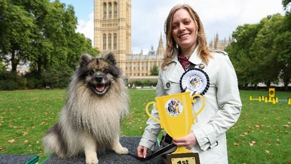 Meet the ‘pawlitician’ crowned Westminster’s Dog of the Year