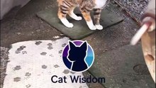 Stray Cat hungry!!