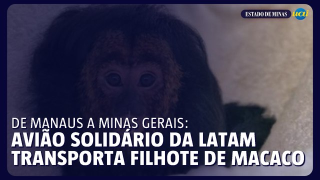 De Manaus a Minas Gerais: Avião Solidário da LATAM transporta filhote de macaco