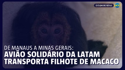 De Manaus a Minas Gerais: Avião Solidário da LATAM transporta filhote de macaco