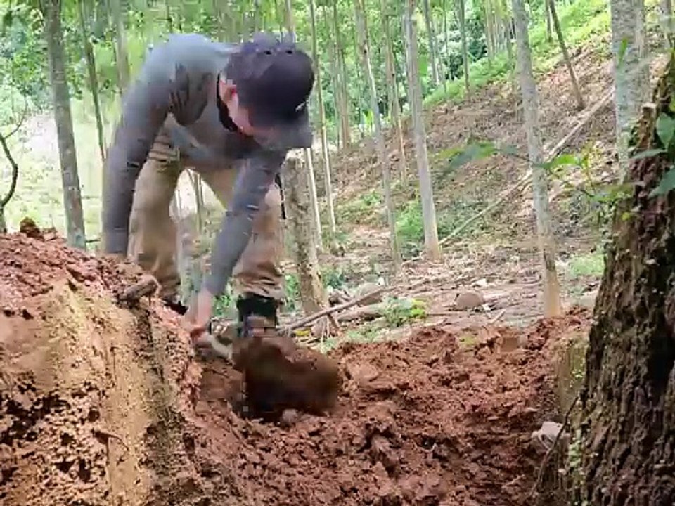 Primitive Survival: Man Builds Bamboo & Mud House in the Forest 🌲🔥