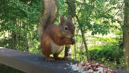 Red Squirrel Eating Peanuts in the Backyard