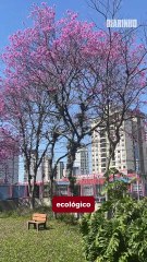 Floração de ipês cria espetáculo pelas ruas