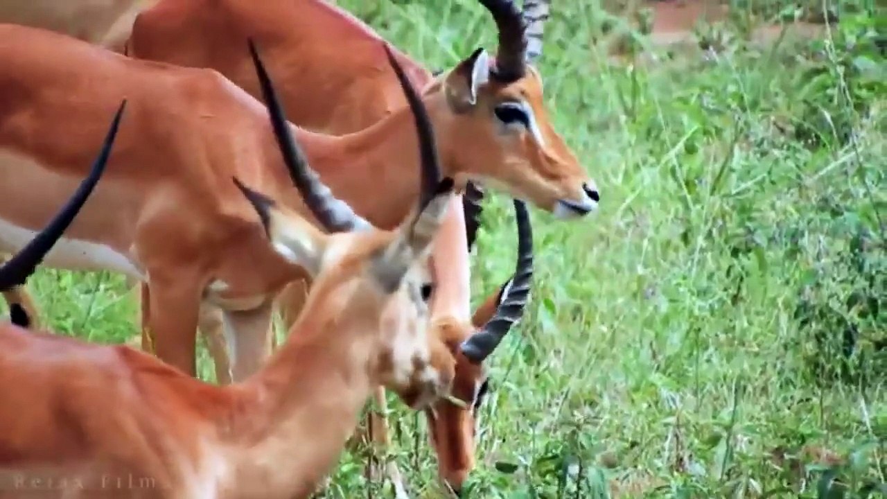 WILD BEAUTY