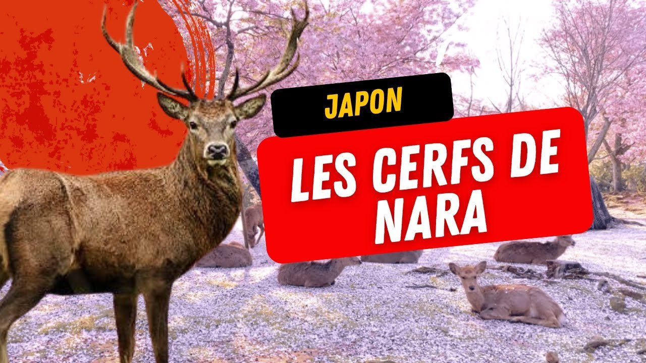 Les Cerfs de Sika sacrés de Nara 🇯🇵🦌
