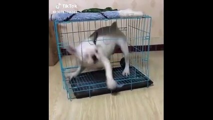 Hilarious Funny Cat Videos 😹 | Cute & Silly Cats Compilation 2025