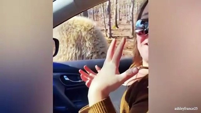 “Ultimate Funny Cat Moments 😸 | Cute Cats Doing Crazy Things”