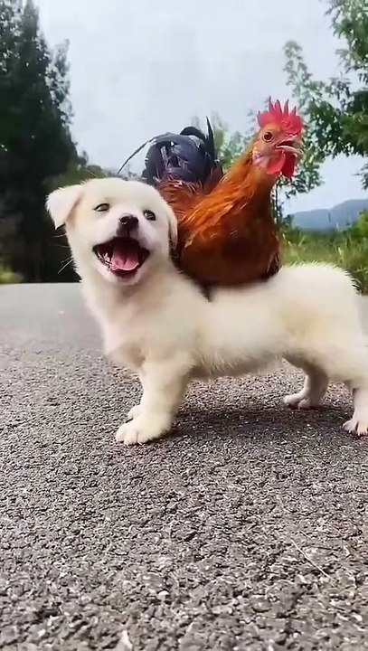 Wait for me to grow up  puppy and chicken . A beautiful moment #56