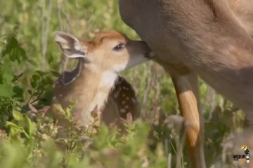 Coyote vs Deer - हिन्दी डॉक्यूमेंट्र #documentary