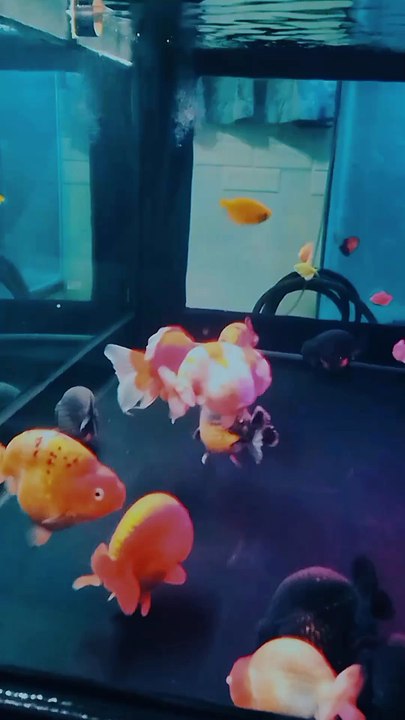 The Tank is Peaceful Now, Mission Accomplished!