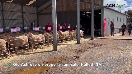 Top price ram at Old Ashrose on-property ram sale
