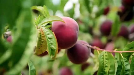 Nadia's Farm Kitchen - Season 1 Episode 1 - Full Movie