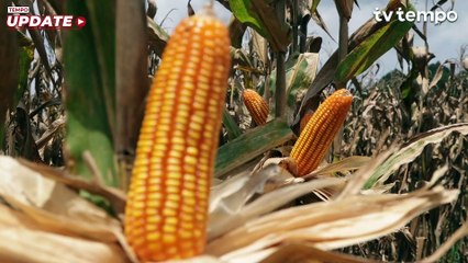 Petani Bengkayang Akui Panen Jagung Meningkat hingga Enam Ton
