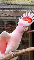 Major Mitchell Cockatoo _ Aviary Birds