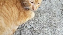 Adorable orange kitty