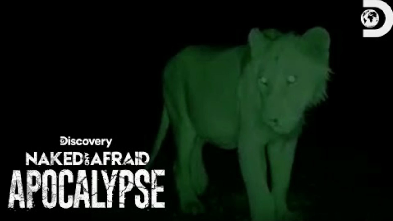 Lion Lurks Just Feet From Their Shelter | Naked and Afraid: Apocalypse | Discovery