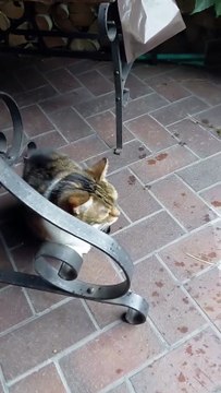 Rain lover .... looks like she sends a kiss at the end:) #Shorts #cats #funnycats #viralcats #cute #funny