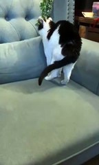 “Too Cute! Perfectly Aligned Cat Nap 😻” | Funny Pet Shorts