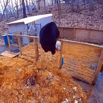 Pig: I'm not trapped inside here with you you're trapped inside here with me