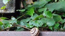 Snail Patrol Spotted After Storm! Nature Is Beautiful🐌⚡#shorts #funny #animals #viralshorts #fyp #rain