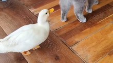 The cat and the duck who will win