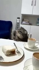 مواقف مضحكة للقطط 1Funny Cat Situations 1