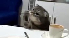 مواقف مضحكة للقطط 1Funny Cat Situations 1