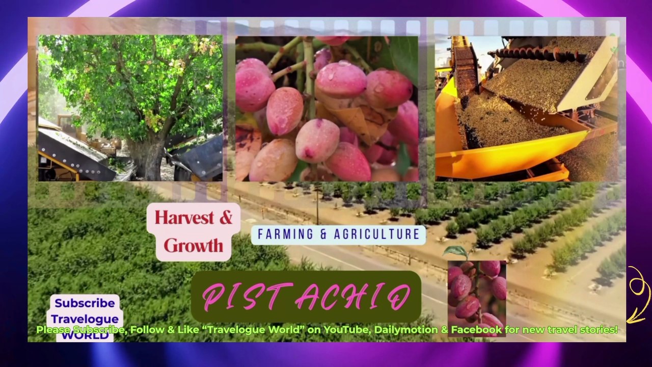 Pistachio Harvest Made EASY With Modern Machinery Technology | PISTACHIO Harvest | PISTACHIO FARMING