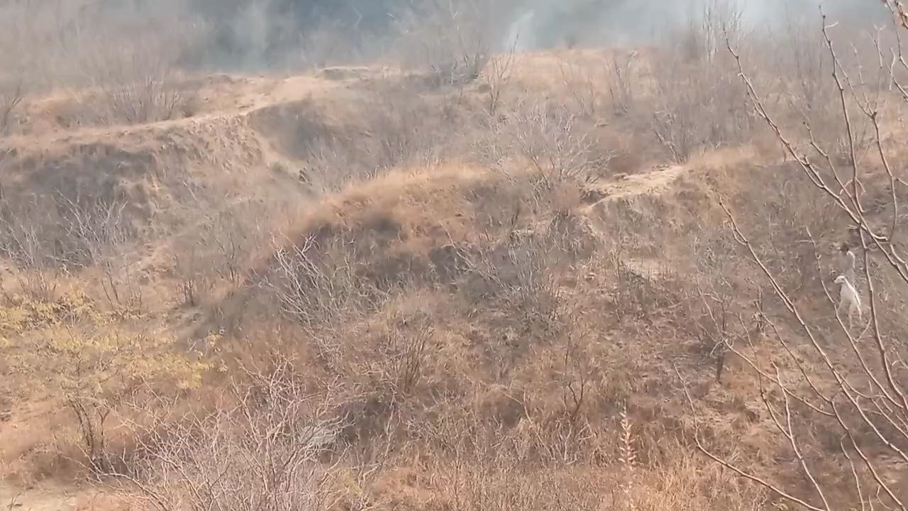 wild boar hunting with dog soor Ka Shikar