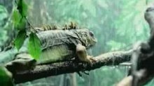 La Vie Privee Des Animaux