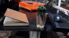 parrot drinking mango